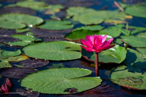 20191124__00048-19 Le long du canal qui relie le lac Inle au lac Sagar, fleurs de lotus